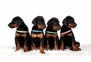 Doberman puppies sitting on clean carpet